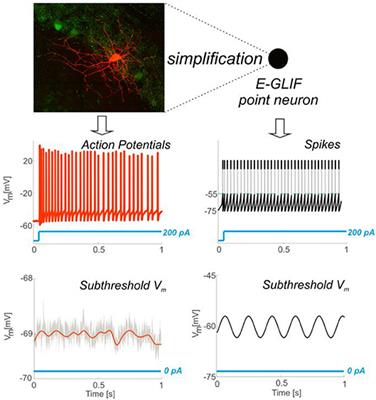 Complex Dynamics in Simplified Neuronal Models: Reproducing Golgi Cell Electroresponsiveness